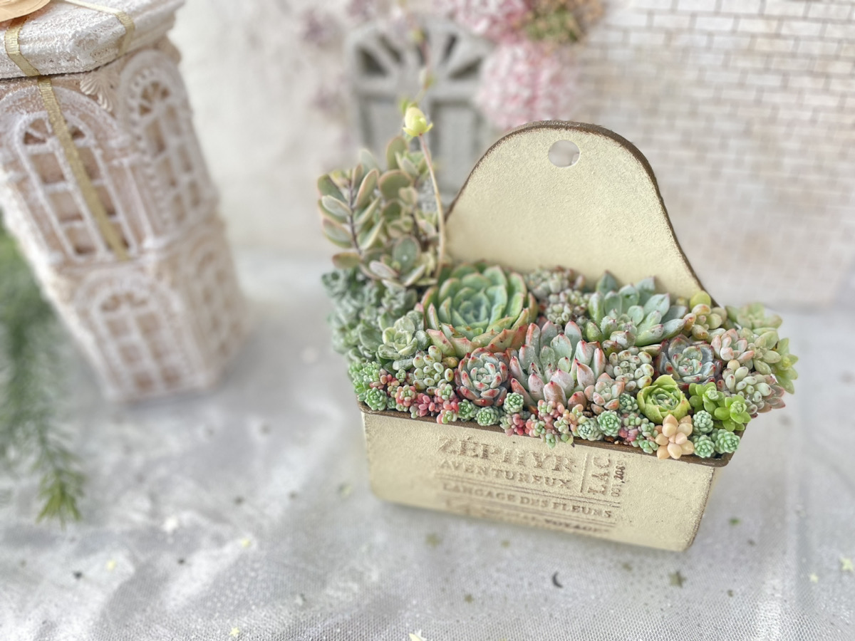 12/14(土)💎多肉植物寄せ植え教室💎 主催：多肉スタイリスト®松本様