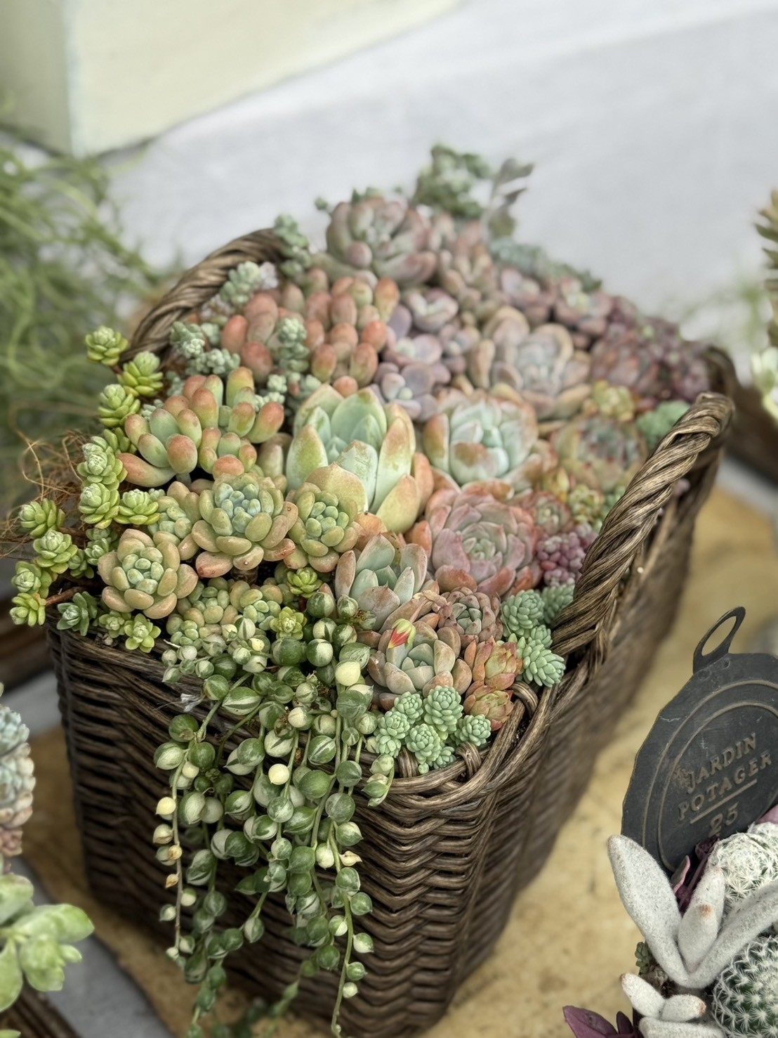 多肉植物寄せ植え作品