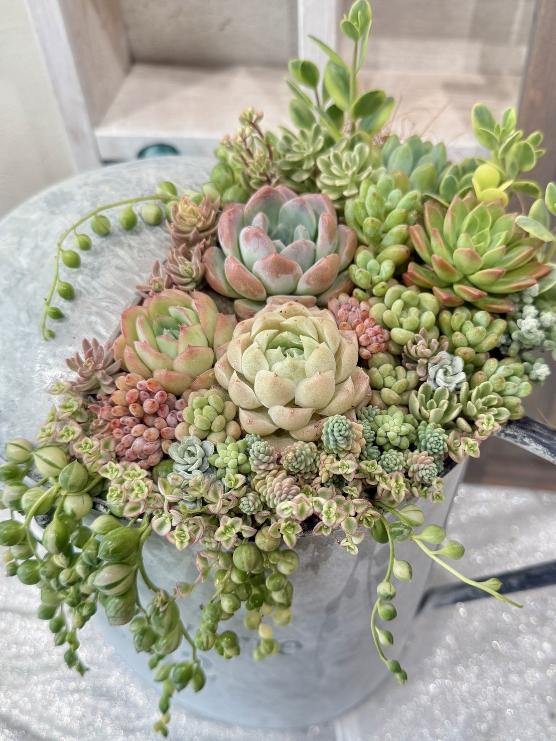 多肉植物の寄せ植え