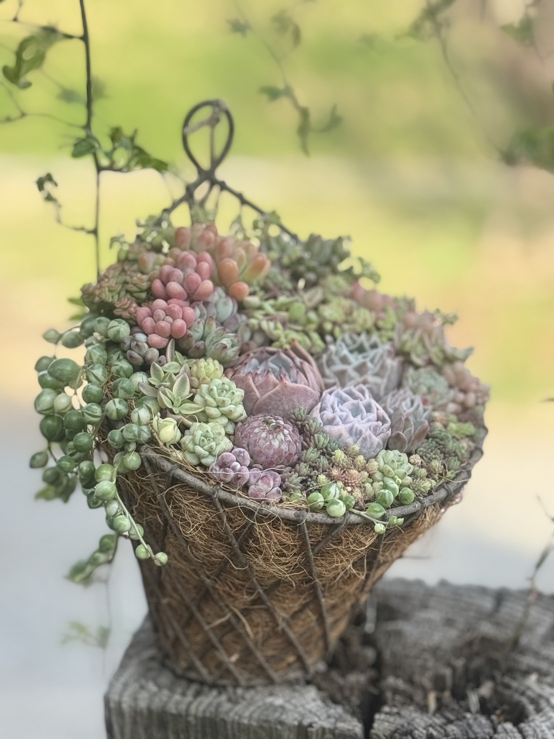豊富な種類の多肉植物